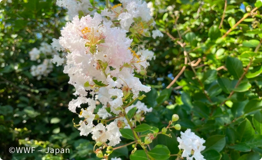 見て、撮って、知る！生きもの観察会～身近な生きものと地球のおはなし～